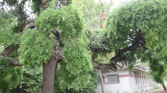 Sophora pleureur greffé sur un acacia, 2015 ©️CPotart